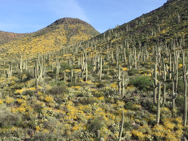 cactus field flowers.JPG