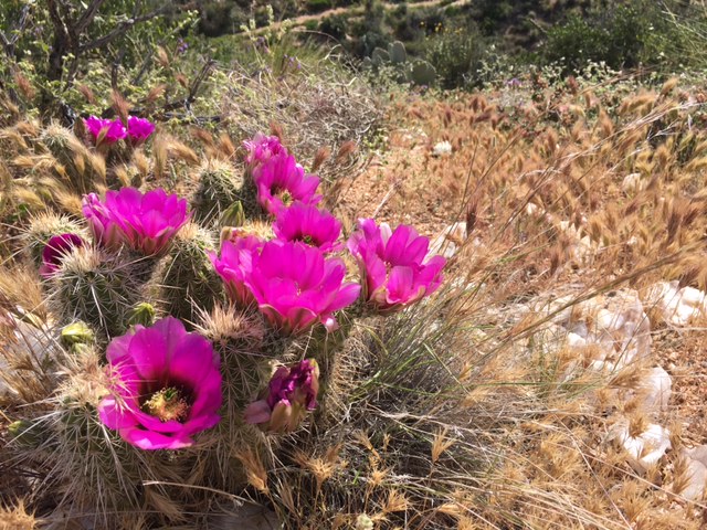 desert flowers.JPG